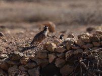 barbary partridge bf.jpg