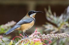 eastern_spinebill-30-weba.jpg