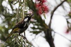 white_cheeked_honeyeater-3-weba.jpg