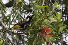 white_cheeked_honeyeater-4-weba.jpg