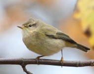 Warbler_Girdle Ness_141120a.jpg