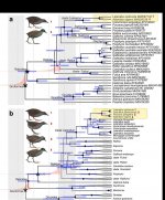 Rallidae.jpg