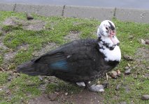 Muscovy Duck hybrid for BF1.jpg