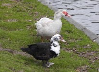 Muscovy Duck hybrid for BF2.jpg