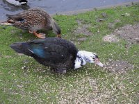 Muscovy Duck hybrid for BF3.jpg