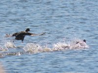 Eurasian Coot (1).jpg