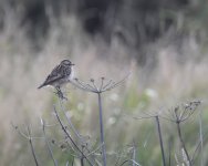 Whinchat_Girdle Ness_081020a.jpg