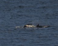 BN Dolphin_Girdle Ness_081020b.jpg