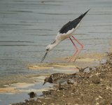 IMG_1225 Black-winged Stilt & Ruddy Turnstone @ San Tin.jpg