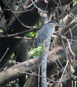 IMG_1256 Striated Heron @ San Tin.JPG