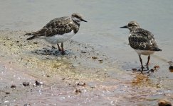 DSC07379 Ruddy Turnstone @ San Tin.jpg