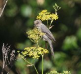 2020-07-26 Wrentit - Healdsburg CA BT2A1311-1.jpg