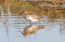 Algarve Wader.jpg