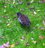 P2380304.jpeg     Grdn.Moorhen 2..jpeg