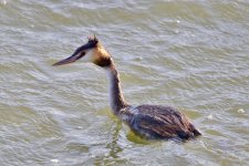 Great Crested Grebe (2).jpeg