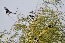 Oriental Magpie family (1).jpeg