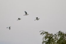 Great Egret (2).jpeg