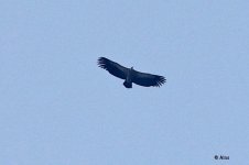 vulture sp 0F4A7085.jpg