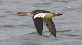 Red-breasted Merganser.jpg