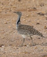 bustard 1 bf.jpg