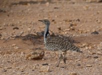 bustard moving awaybf.JPG