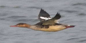 Red-breasted Merganser. 1jpg.jpg