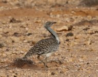 bustard2.jpg