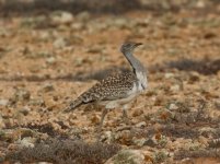 bustards strut bf.JPG