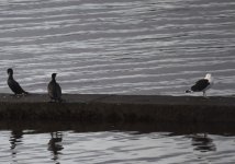 greater black backed gull.JPG