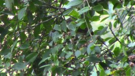 puff throated bulbul.jpg