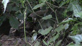 streaked wren-babbler.jpg