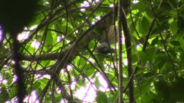 white-throated fantail2.jpg