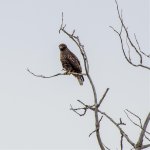 Dark Morph Red-Tail.jpg