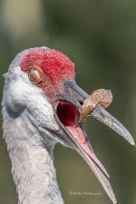 Crane Sandhill Female with Leaf on Bill Yawning (This Damn Leaf 1TJ5784D500).jpg