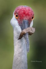 Sandhill Leaf Attachment (5765D500).jpg