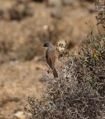 spec warbler potrait.jpg