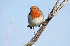 Tenerife-Robin-(44)-Monte-del-Agua,-Erjos-fbook.jpg