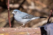 Blue-Chaffinch-(28)-fbook.jpg