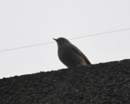 Black Redstart_Girdle Ness_171120a.jpg