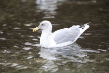 Gull-B.jpg