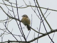 finch or sparrow, seed eater anyway.JPG