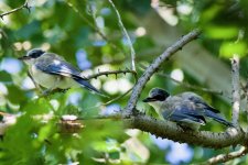 Azure-Winged Magpie "teenagers" just hanging out.jpeg