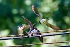 Barn Swallow - Hey, where's mine?.jpeg