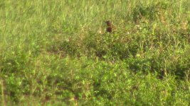 lesser coucal 2.jpg