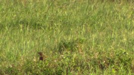 lesser coucal 3.jpg