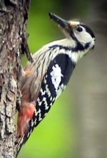 White Backed Woodpecker female.jpg
