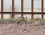 Hoopoe_Pittodrie_131020a.jpg