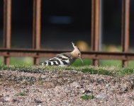 Hoopoe_Pittodrie_131020b.jpg