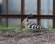 Hoopoe_Pittodrie_131020d.jpg