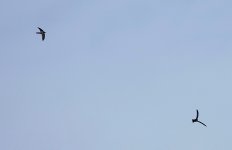 DSC07438 Himalayan Swiftlet @ San Tin.jpg